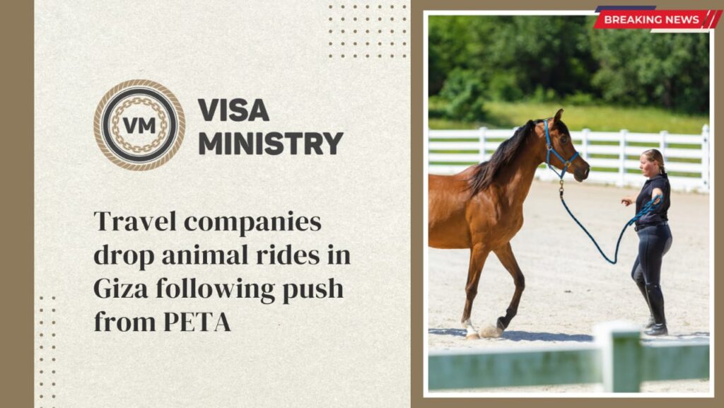 Travel companies drop animal rides in Giza following push from PETA