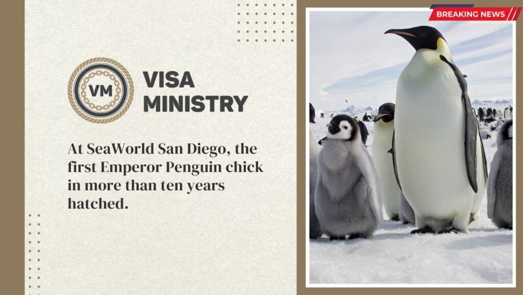 At SeaWorld San Diego, the first Emperor Penguin chick in more than ten years hatched.